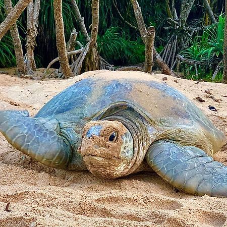 Turtle Paradise Tangalle Eksteriør billede
