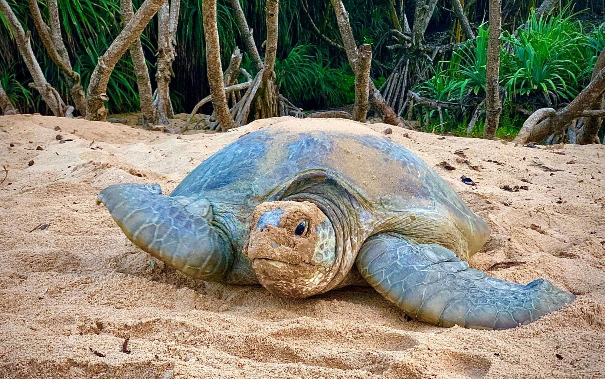 Turtle Paradise Tangalle Eksteriør billede
